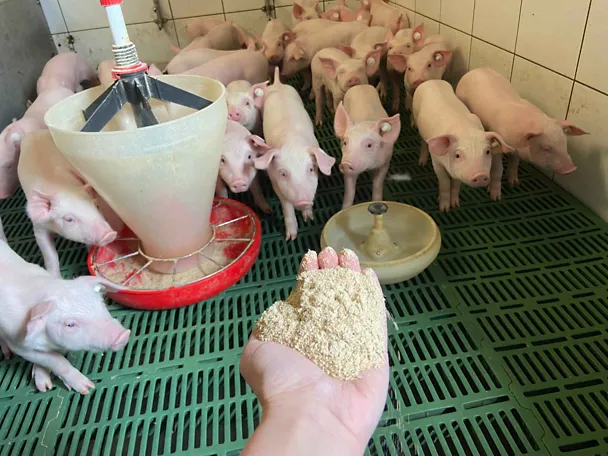 Hand reicht Ferkeln Futter
