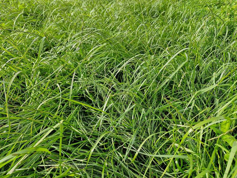 Grünlandbestand mit GREENSTAR