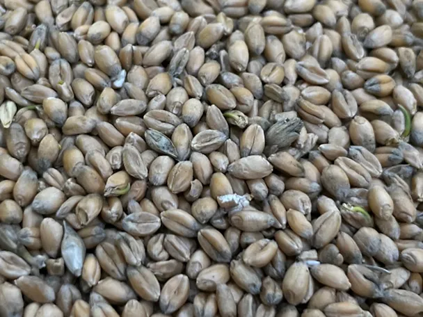 Getreidekörner mit Auswuchs und Pilzen Getreidekörner mit Auswuchs und Pilzen