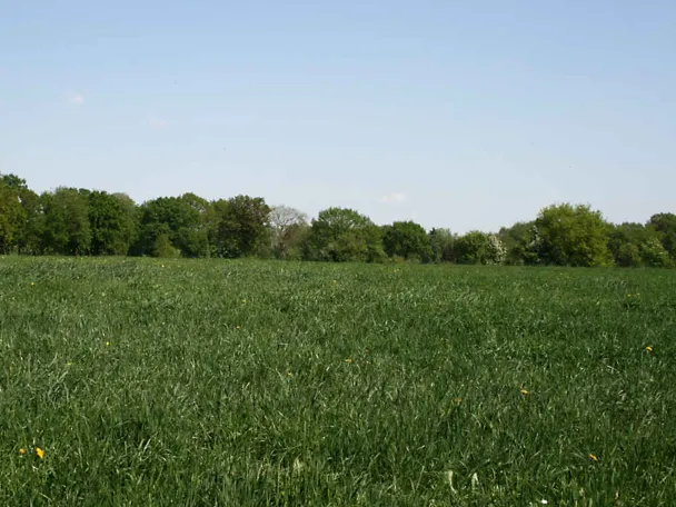 Grasbestand