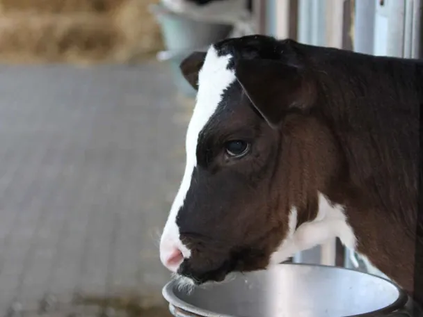 Kalb im Kälberiglu