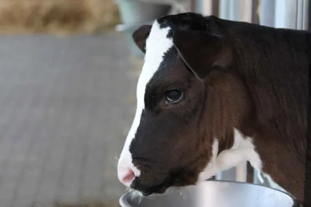 Kalb im Kälberiglu