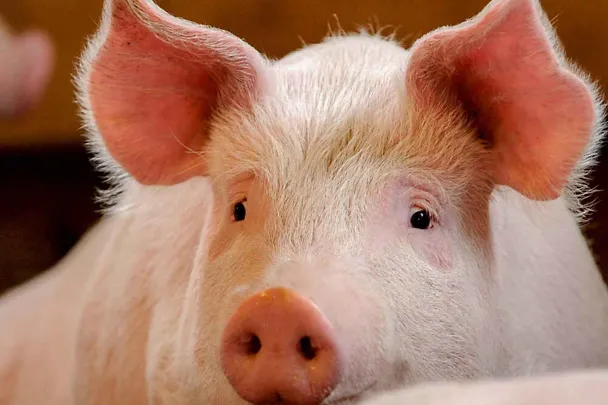 Schwein Schwein