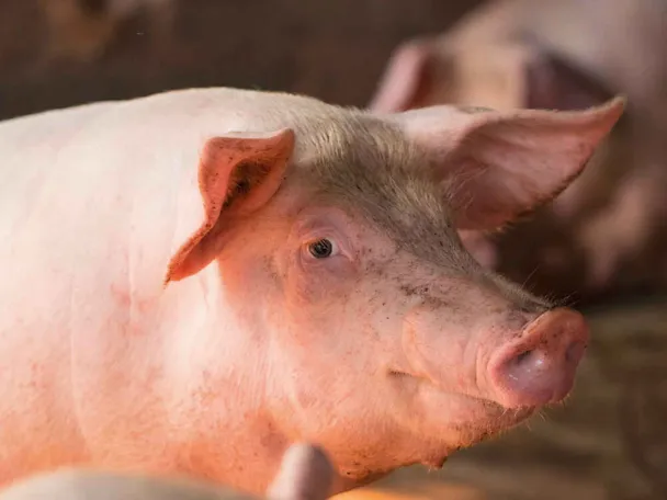 Schwein
