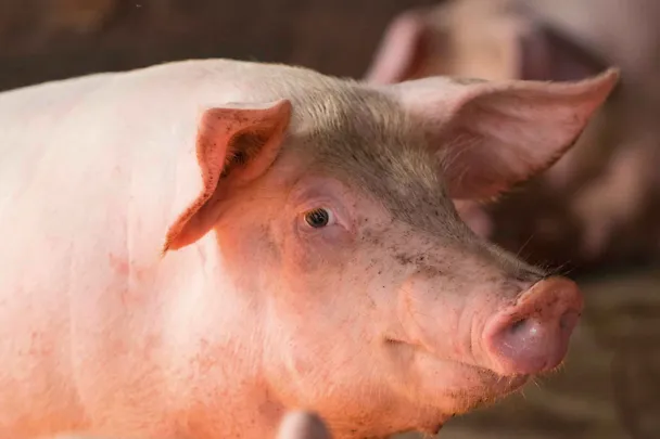 Schwein