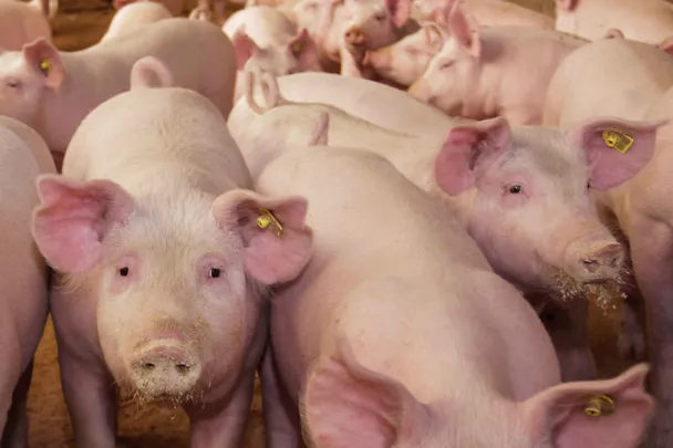 Mastschweine