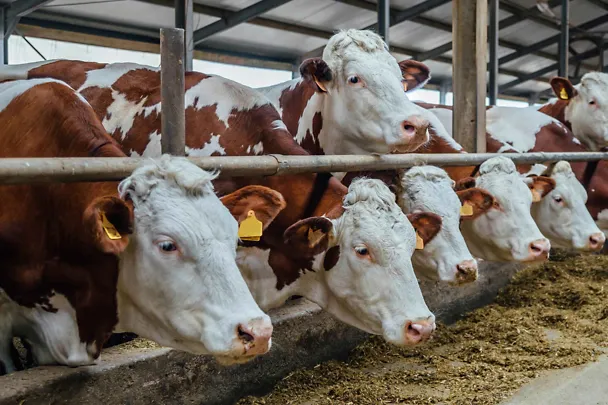 Fleckvieh am Futtertisch Fleckvieh am Futtertisch