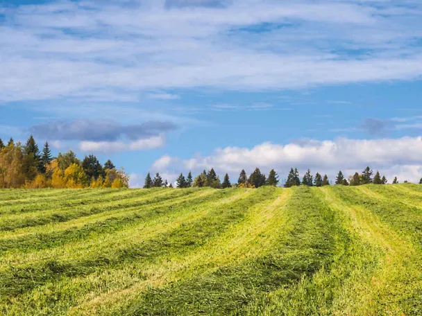 Herbstsilage