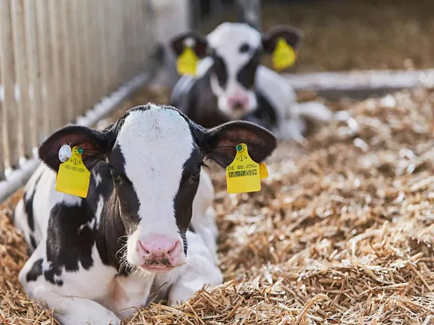 Kälber im Stroh