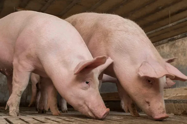 Mastschweine