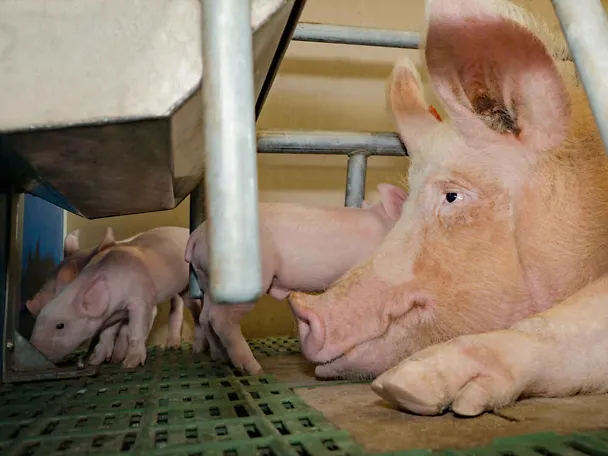 Saugferkel