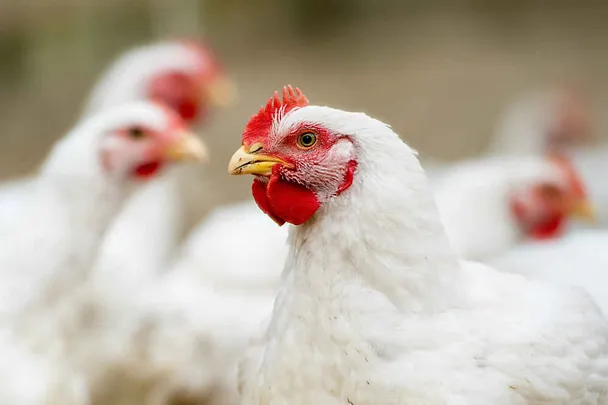 Broiler Broiler