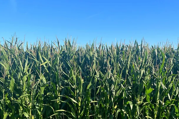 Maisbestand vor der Ernte
