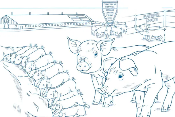 Ferkelaufzucht mit dem SCHAUMANN-Konzept