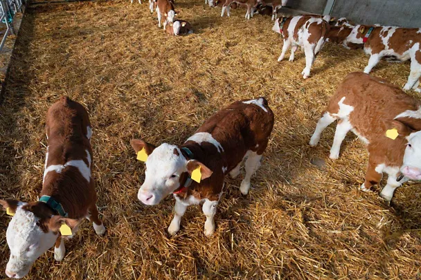 Fresser in einem Stall