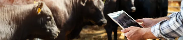 Cow-how beef